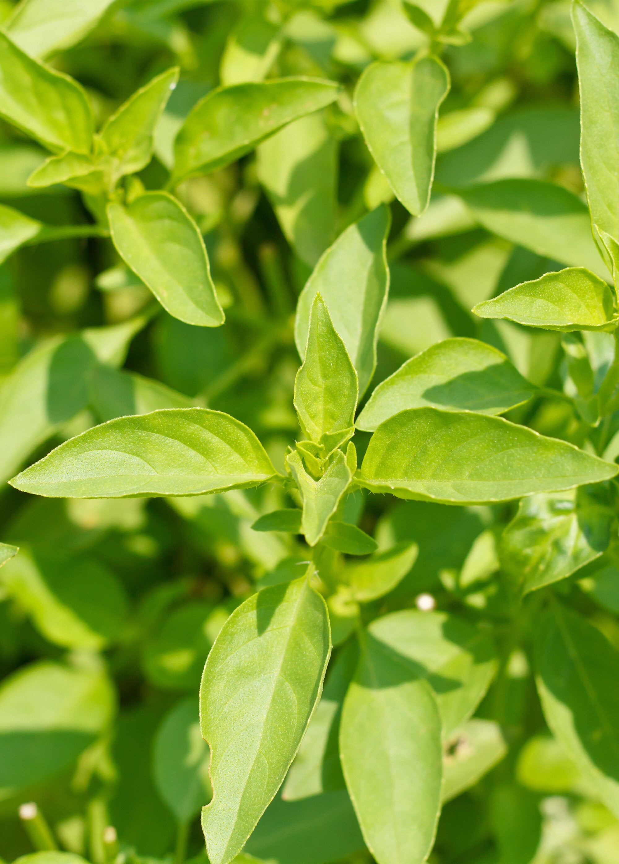 Lote_de_2_macetas_de_bambú_para_plantones_de_albahaca_Verde_DE1_slim