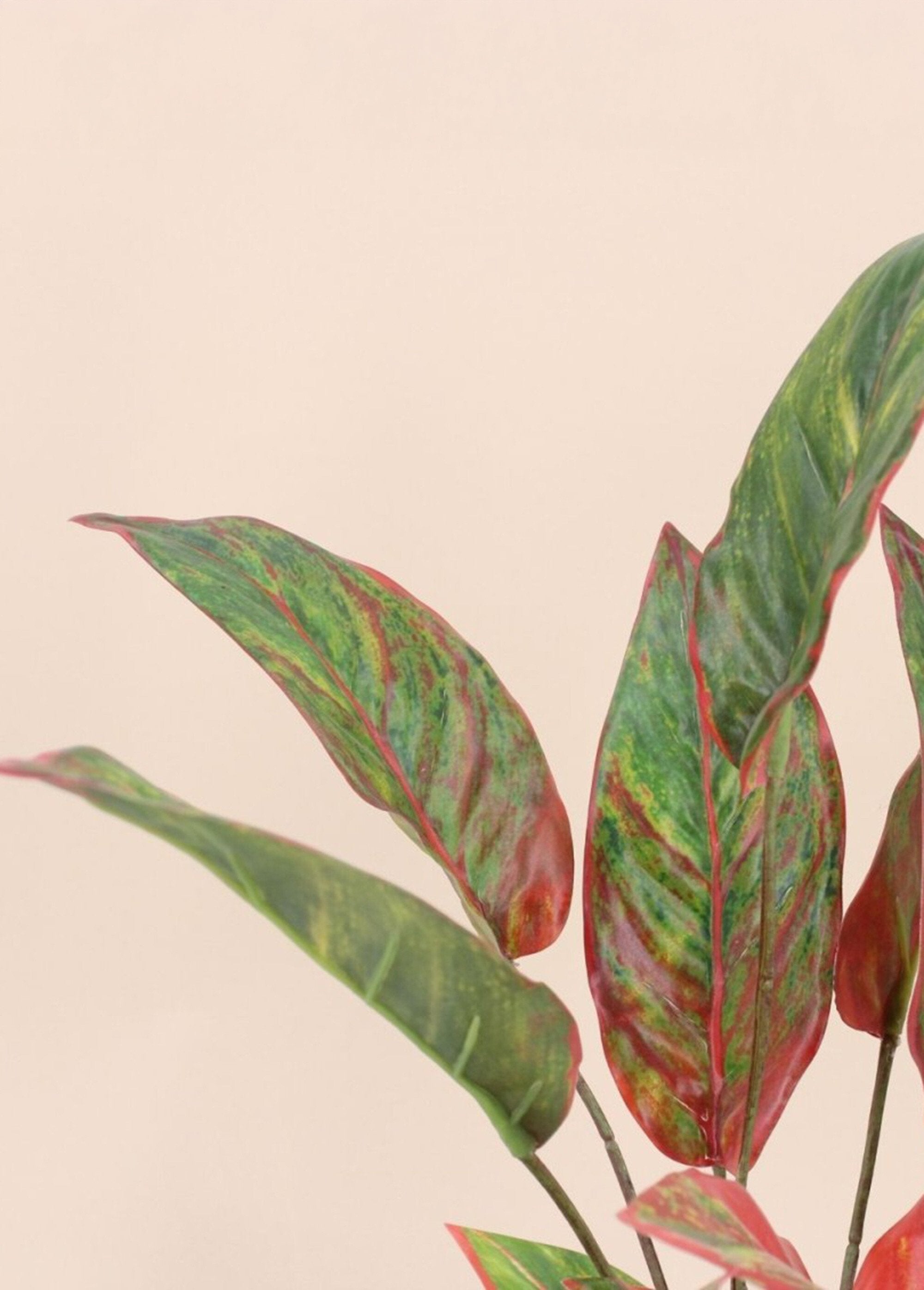 Planta_artificial_Aglaonema_+_maceta_Negro_DE1_slim